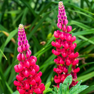 Lupin West Country 'Beefeater' Perennial Bedding