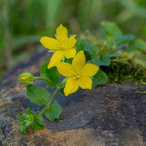 Creeping Jenny | Lysimachia nummularia Pond Plants