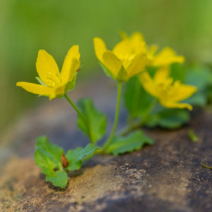 Creeping Jenny | Lysimachia nummularia Pond Plants