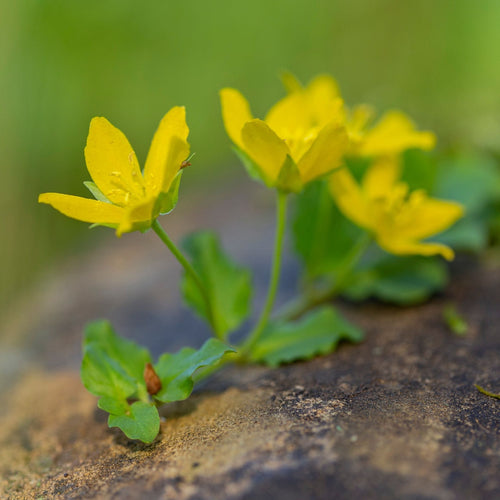 Creeping Jenny | Lysimachia nummularia Pond Plants