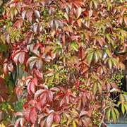 Chinese Virginia Creeper | Parthenocissus henryana Climbing Plants