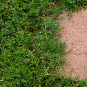 'Treneague' Lawn Chamomile Plant Vegetables