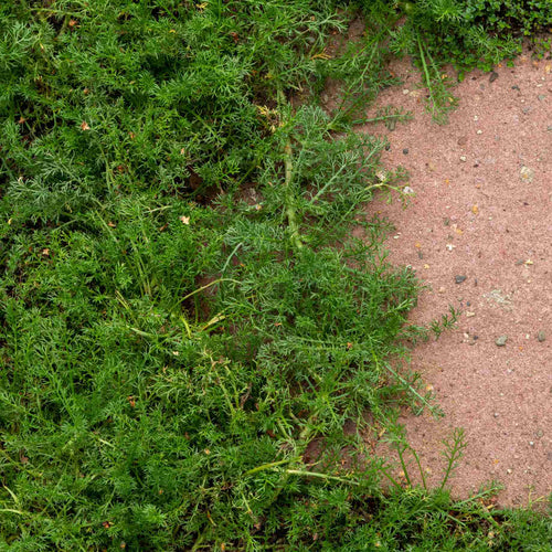 'Treneague' Lawn Chamomile Plant Vegetables