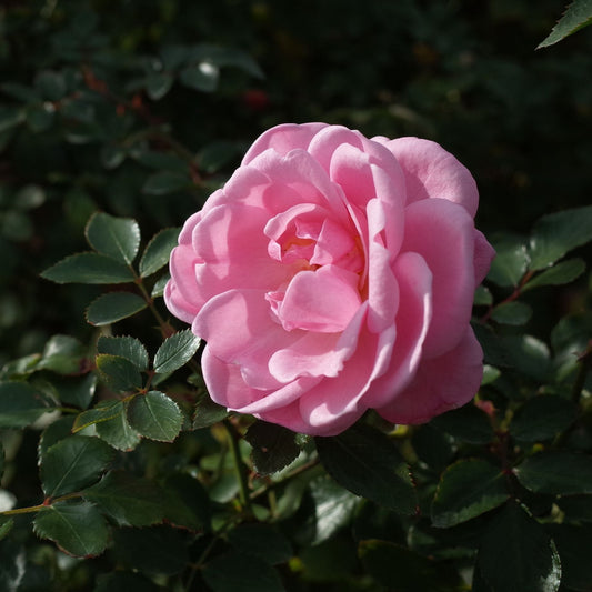 'Lovely Bride' Patio Shrub Rose Shrubs