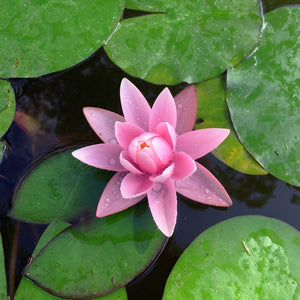 Large Pink Water Lily | Nymphaea 'Rose Arey' Pond Plants