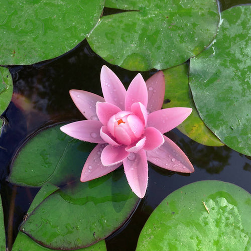 Large Pink Water Lily | Nymphaea 'Rose Arey' Pond Plants