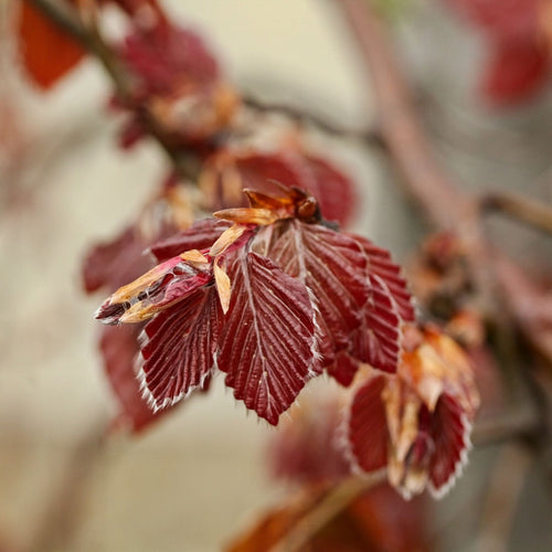 Purple Beech Tree | Fagus sylvatica 'Purple Fountain' Ornamental Trees