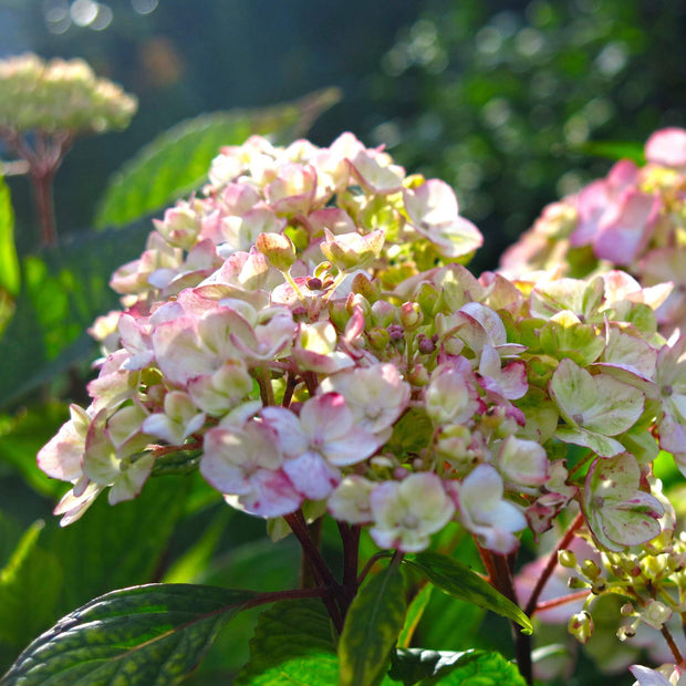 Hydrangea macrophylla 'Dolce France' Shrubs