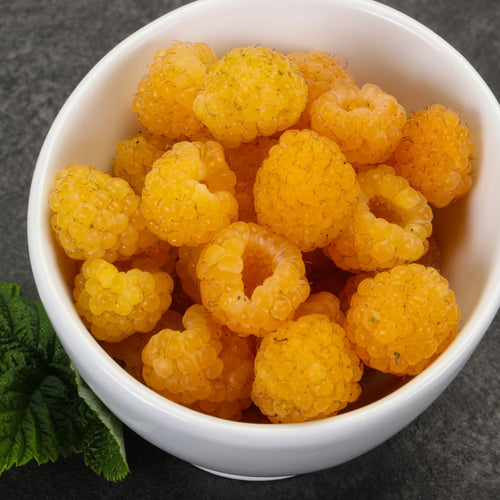 'All Gold' Raspberry Plants Soft Fruit