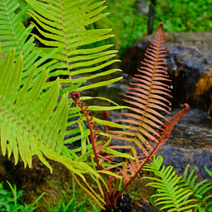 Alpine Wood Fern | Dryopteris Wallichiana 'Jurassic Gold' Perennial Bedding