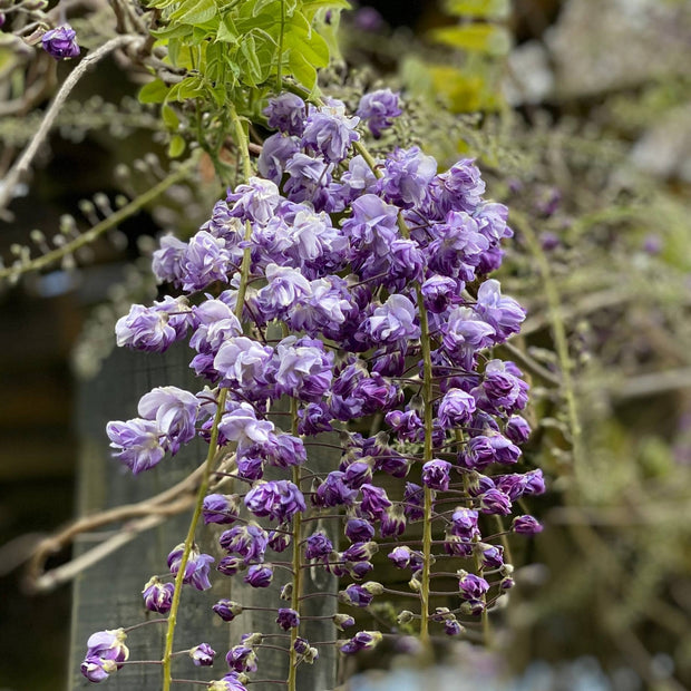 Wisteria sinensis 'Amethyst' Climbing Plants