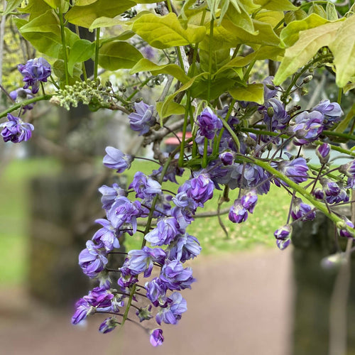 Wisteria sinensis 'Amethyst' Climbing Plants