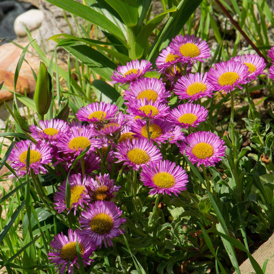 Erigeron 'Sea Breeze' Perennial Bedding