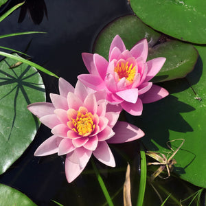 Large Pink Water Lily | Nymphaea 'Rose Arey' Pond Plants