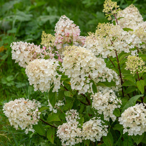 Hydrangea paniculata 'Silver Dollar' Shrubs