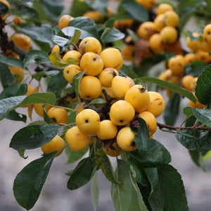 'Yellow Siberian' Crabapple Tree Ornamental Trees