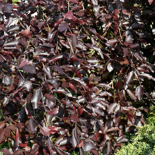 Weeping Purple Beech Tree | Fagus sylvatica 'Purpurea Pendula' Ornamental Trees