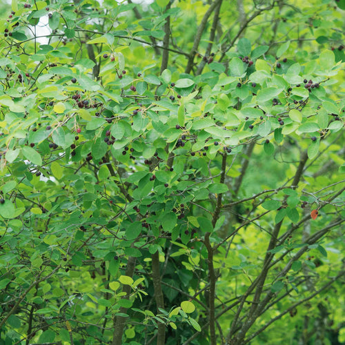 Amelanchier Tree | Amelanchier canadensis Ornamental Trees