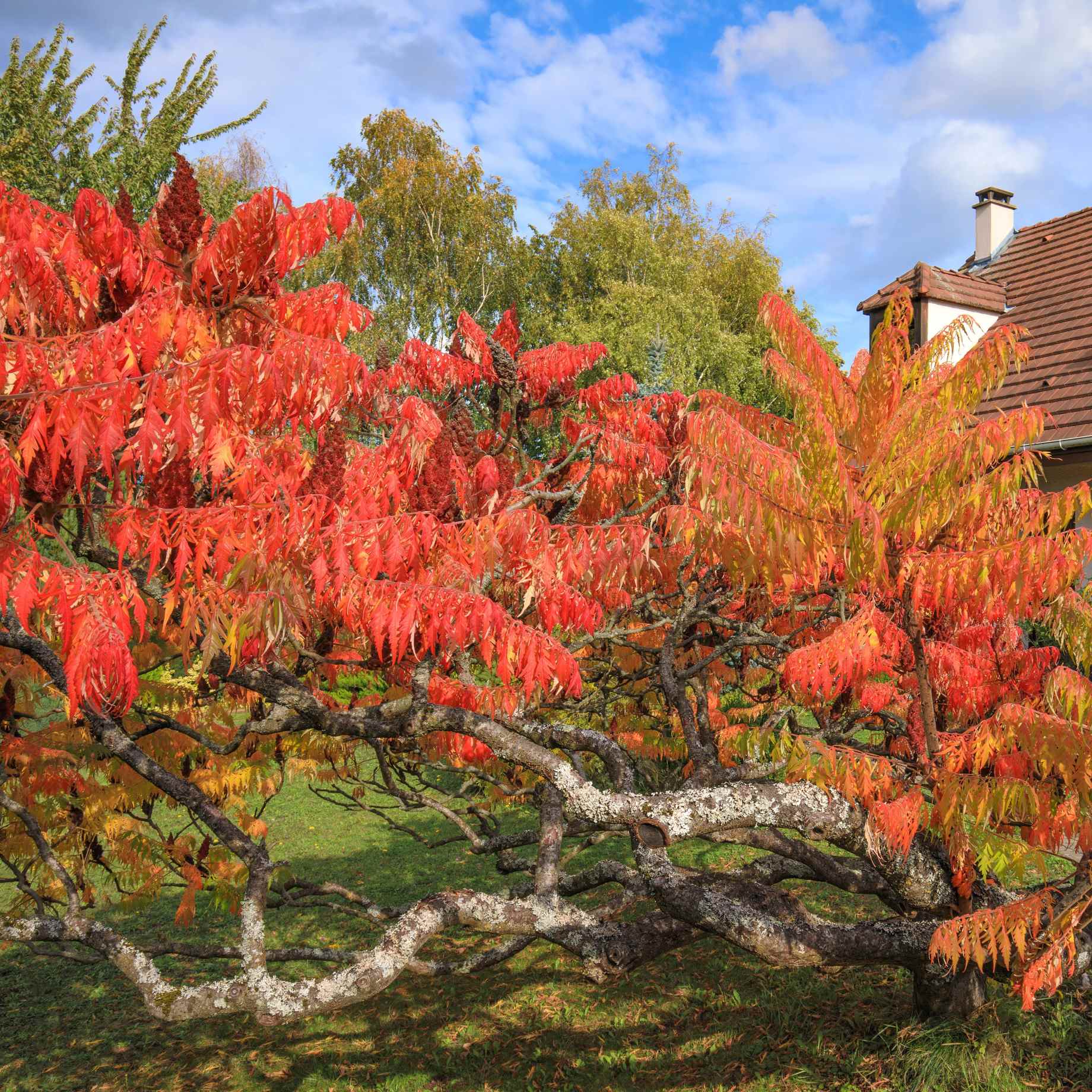 Smallest Rhus Tree Cut-Leaved Sumach Tree | Rhus typhina 'Laciniata' – Roots Plants