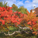 Cut-Leaved Sumach Tree | Rhus typhina 'Laciniata' Ornamental Trees