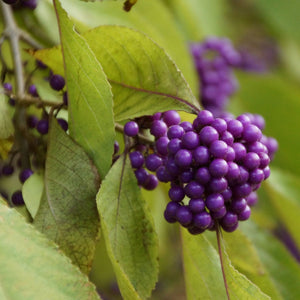 Patio Beautyberry Tree | Callicarpa bodinieri 'Profusion' Shrubs