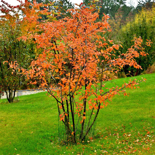 Amelanchier Tree | Amelanchier Canadensis Ornamental Trees