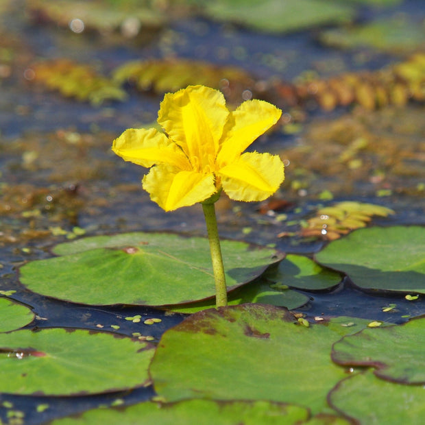 Yellow Floating Heart | Nymphoides peltata Pond Plants