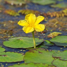 Yellow Floating Heart | Nymphoides peltata Pond Plants