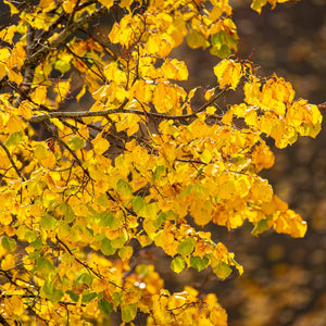 Small-Leaved Lime Tree | Tilia cordata 'Greenspire' Ornamental Trees