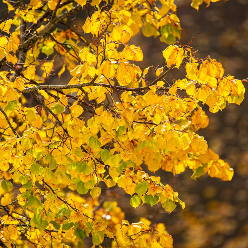 Small-Leaved Lime Tree | Tilia cordata 'Greenspire' Ornamental Trees
