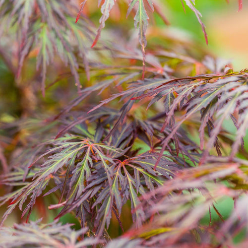 Japanese Maple Tree | Acer palmatum 'Ornatum' Ornamental Trees