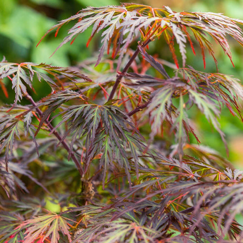 Japanese Maple Tree | Acer palmatum 'Ornatum' Ornamental Trees