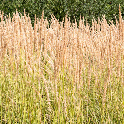Calamagrostis × acutiflora 'Karl Foerster' Perennial Bedding