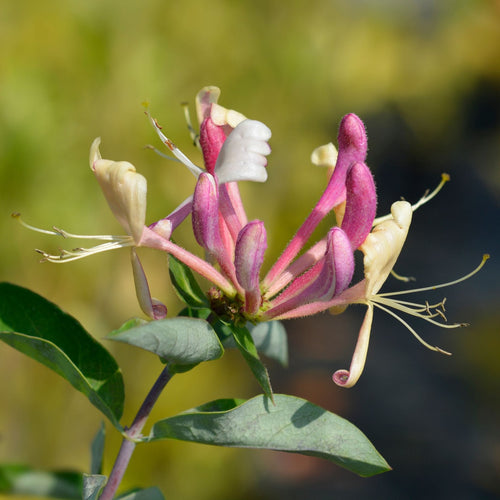 Early Dutch Honeysuckle | Lonicera periclymenum 'Belgica' Climbing Plants