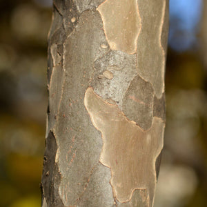 Persian Ironwood Tree | Parrotia persica 'Vanessa' Ornamental Trees