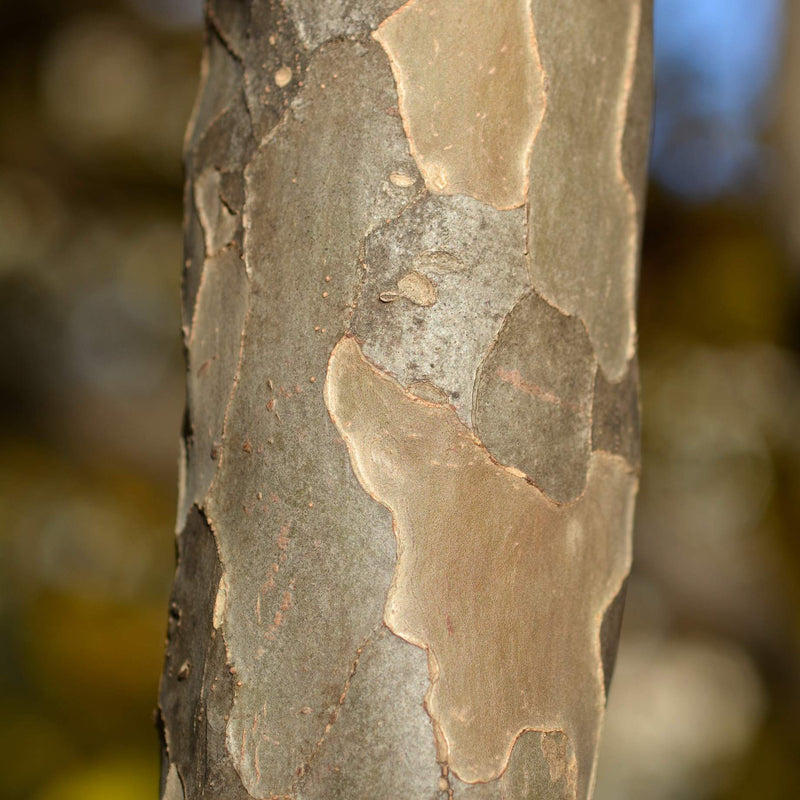 Persian Ironwood Tree | Parrotia persica 'Vanessa' Ornamental Trees