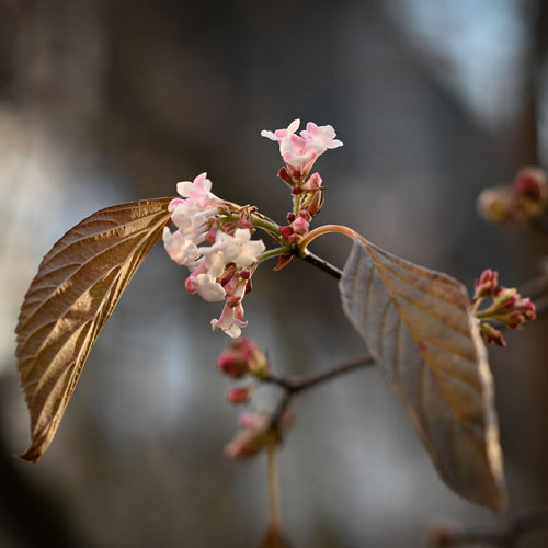 Viburnum bodnantense 'Charles Lamont' Shrubs