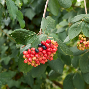 Wayfarer Hedging | Viburnum lantana Shrubs