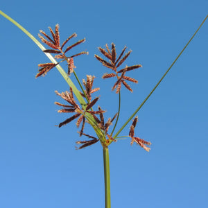 Sweet Galingale | Cyperus longus Pond Plants