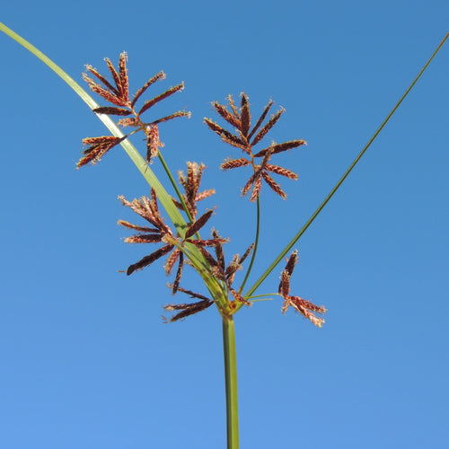 Sweet Galingale | Cyperus longus Pond Plants