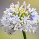 Agapanthus 'Queen Mum' Perennial Bedding