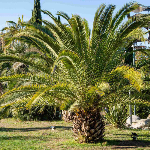 Canary Island Date Palm | Phoenix canariensis Shrubs