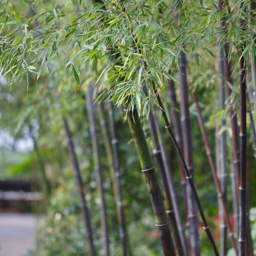 Black Bamboo | Phyllostachys nigra Shrubs