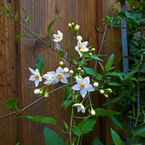 White Potato Vine | Solanum jasminoides 'Album' Climbing Plants