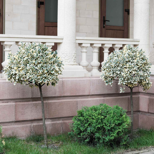 Patio Spindle Tree | Euonymus fortunei 'Emerald Gaiety' Ornamental Trees