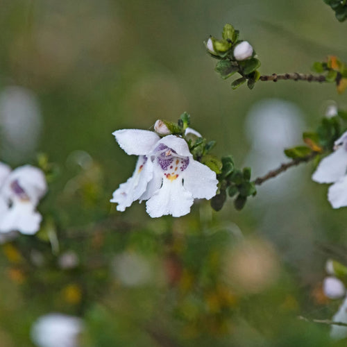 Patio Alpine Mint Tree | Prostanthera cuneata Shrubs