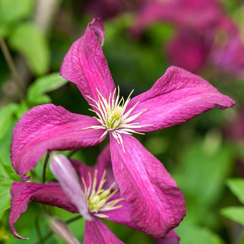 Clematis viticella 'Madame Julia Correvon' Climbing Plants
