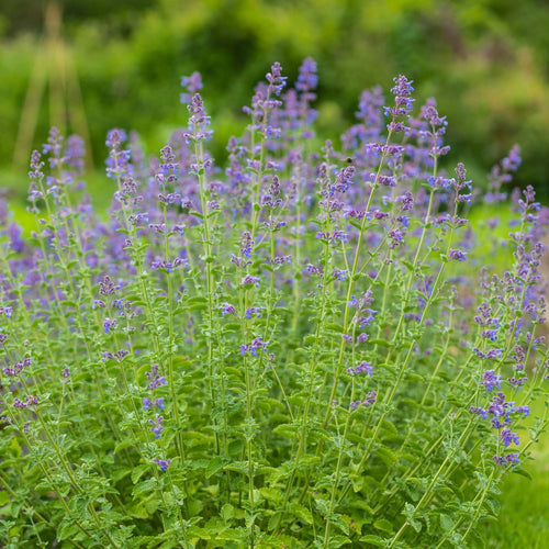 Catmint 'Six Hills Giant' | Nepeta Perennial Bedding