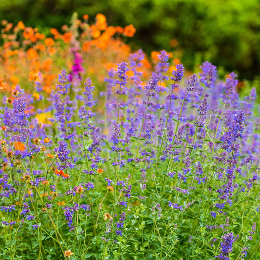 Catmint 'Six Hills Giant' | Nepeta Perennial Bedding