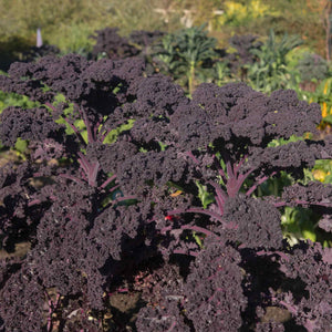 Red Curly Kale Plant | 'Redbor F1' Vegetables